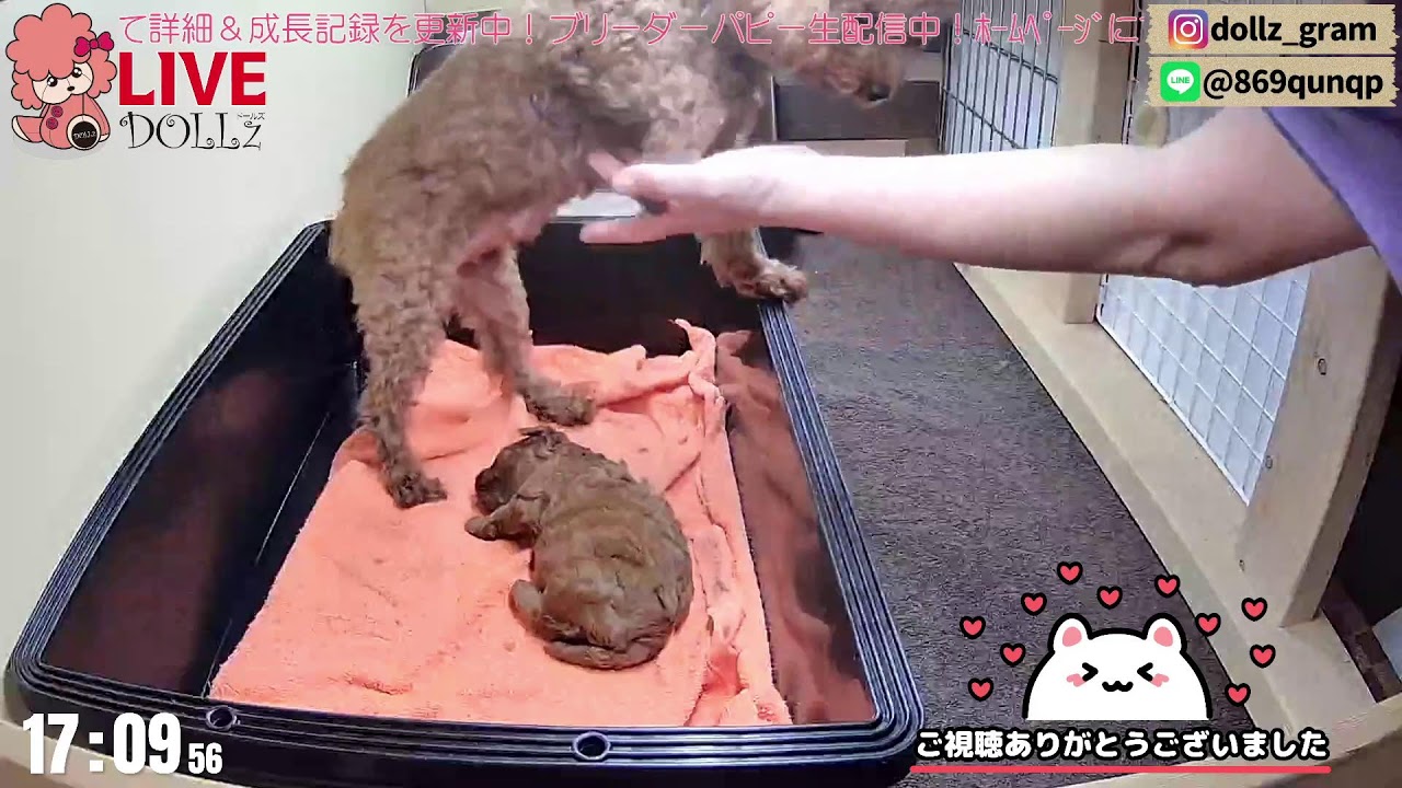【子育て 生配信】トイプードル 子犬 22日齢 【2026/1/24】