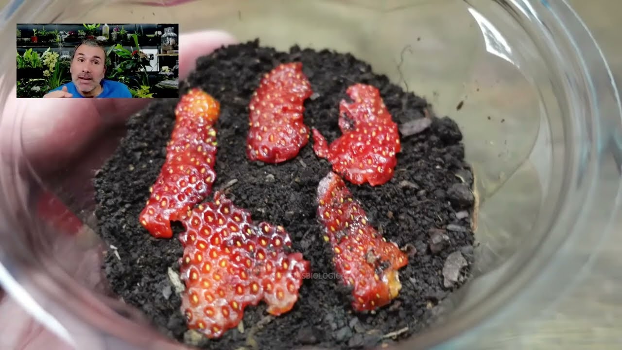 🍓Выращивание клубники от семян до урожая