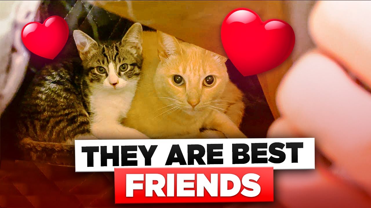 How to Introduce a New Cute Kitten to an Older Cat