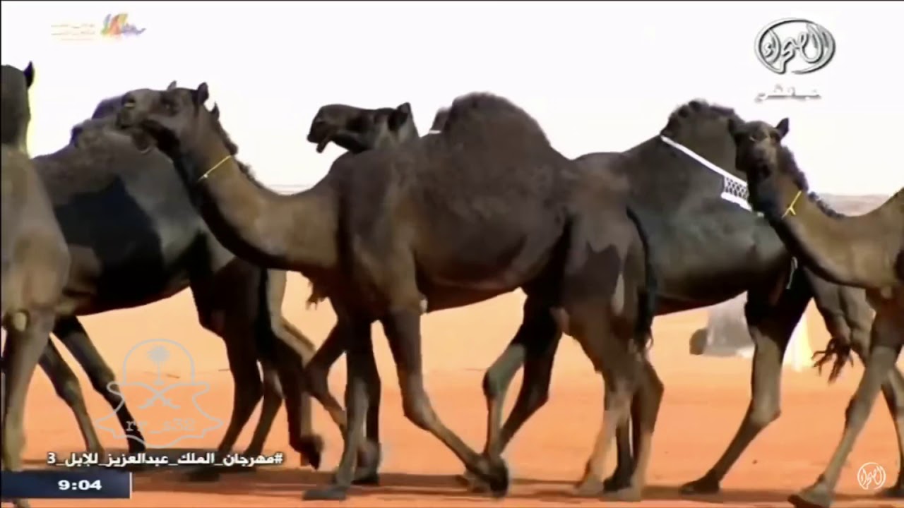 دخول منقيه محمد ابن شعف ال وقيان الدوسري