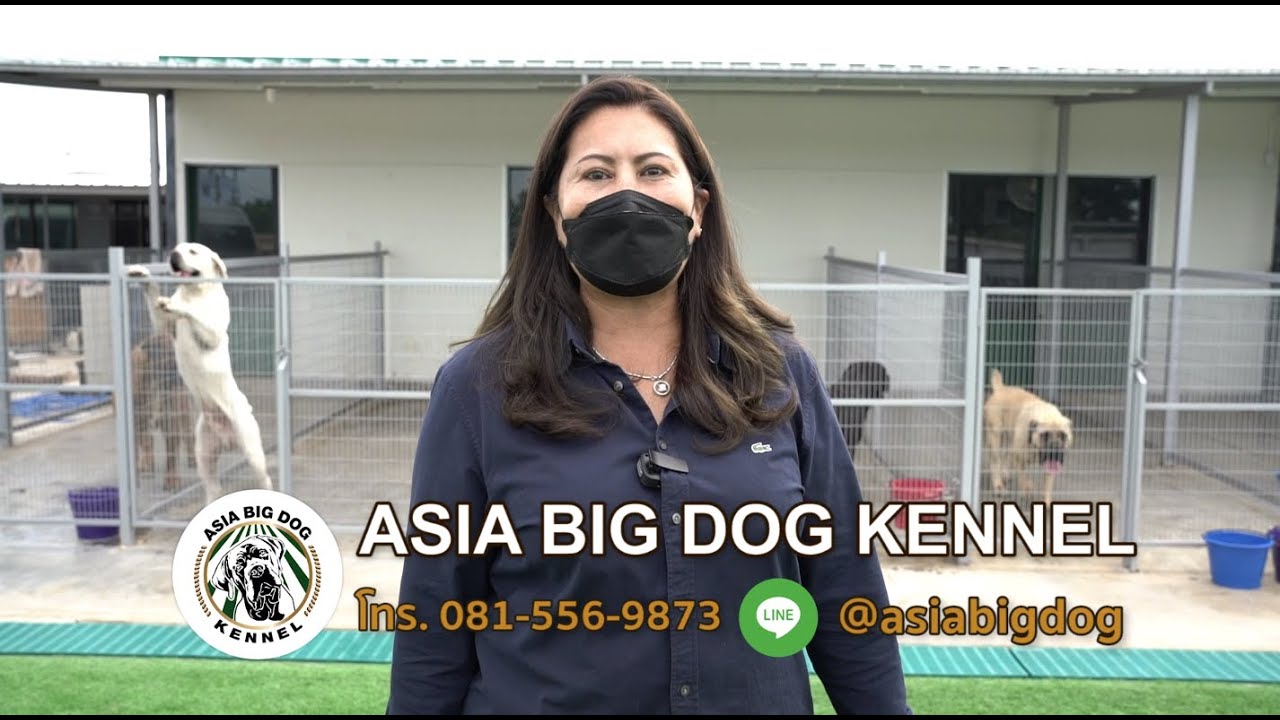 Boerboel Farm Asia Bog Dog  /The Best Boerboel Farm in Thailand
