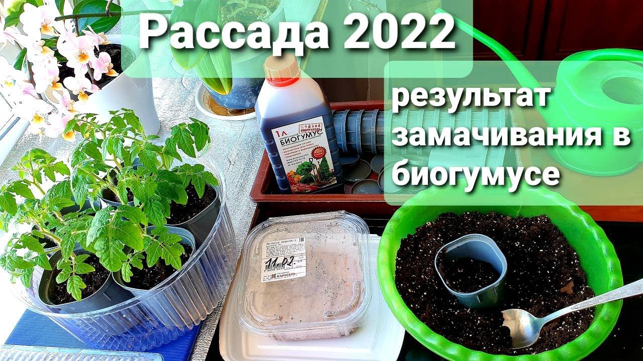 Семена проросли быстро.Перец сажаю без пикировки.Какой грунт нужен сейчас.