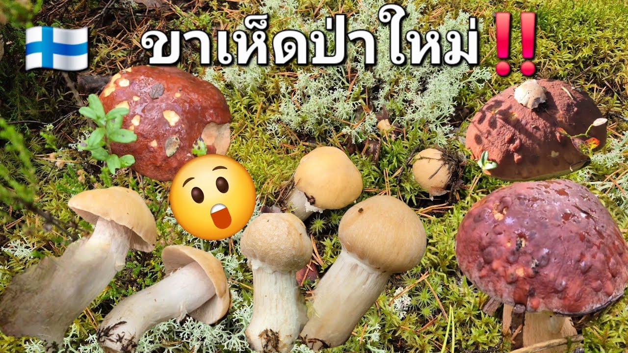 ห้ามพลาด‼️ ป่าใหม่ป่านี้ 😍 ความขาเห็ด 😲  จึ้ง‼️ 21.9.2025 🇫🇮