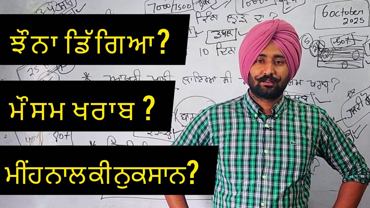 ਮੌਸਮ ਖਰਾਬ ਹੋਣ ਕਰਕੇ ਜੇਕਰ ਝੌਨਾ ਡਿੱਗਦਾ ਤਾਂ ਕਿੰਨੇ ਪੈਸਿਆ ਦਾ ਨੁਕਸਾਨ ਹੋਊ?Estimated loss of paddy after rain
