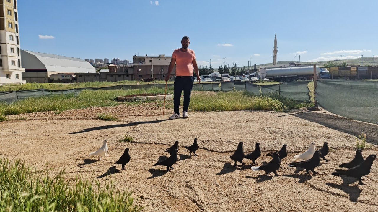Mardinde 22 senedir tek soy araplar Beheşti ürük kümesinde#oyunkuşu