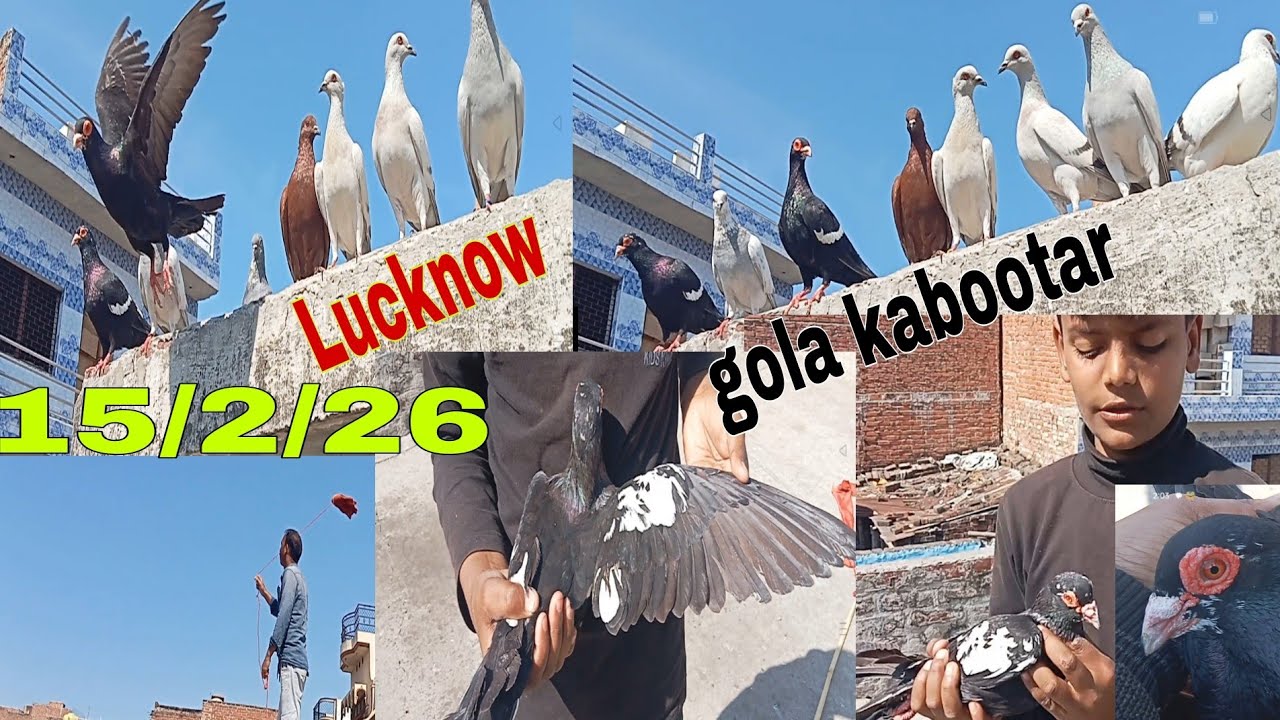 Lucknow gola kabutar ustad deleep Bhai 15/2/26 Lucknow gola kabutar