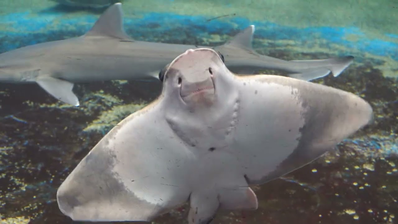 癒しの水族館レビュー、越前松島水族館