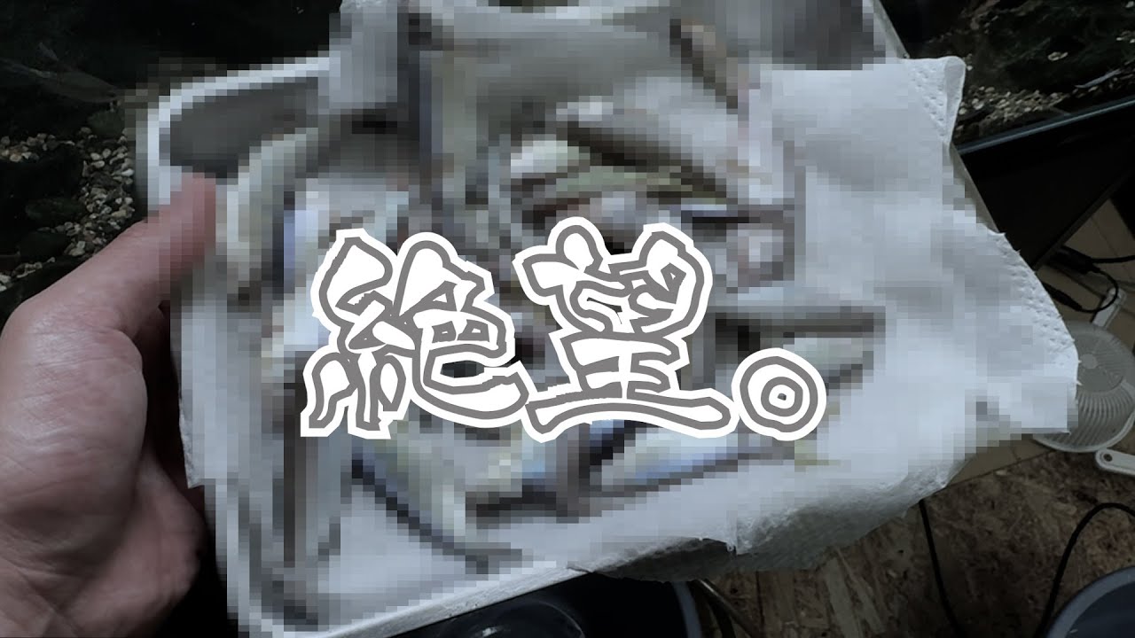 【絶望】大切な熱帯魚が大量死してしまいました…