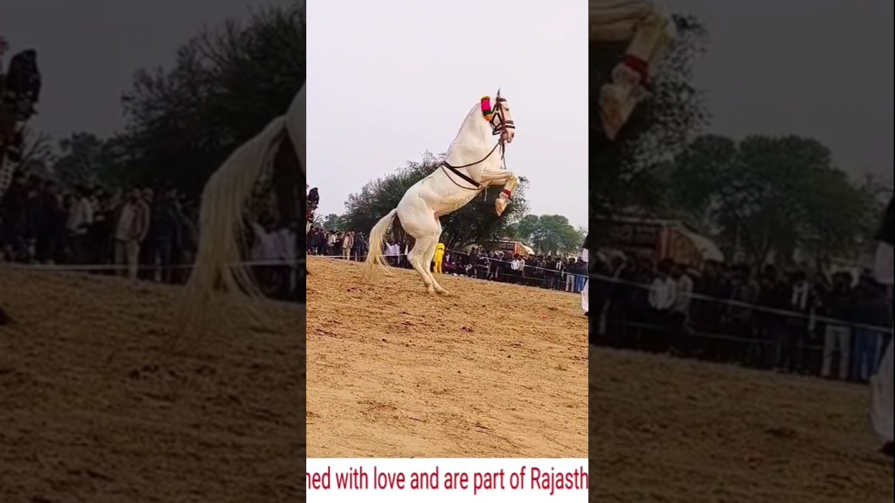 horse dance videos #dj #song #sad #love #horse #horsetrancedance #djsong #musicgenre #horsetrack