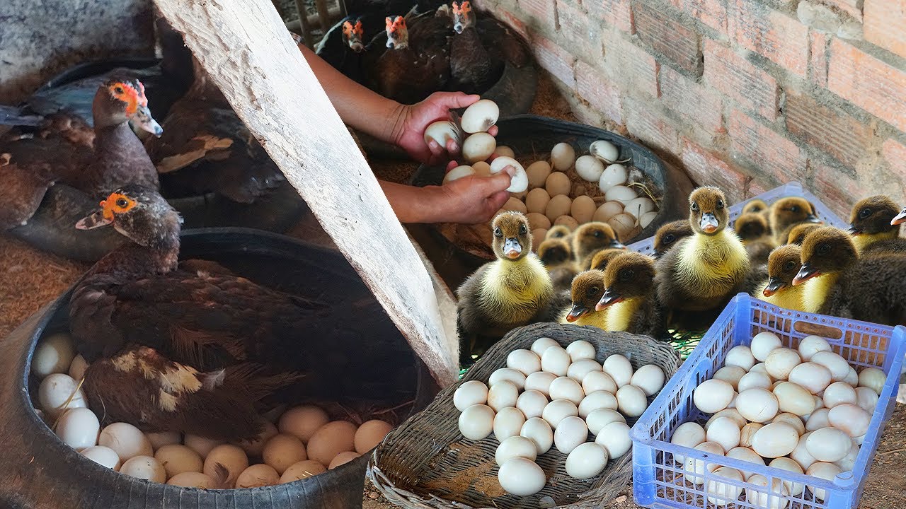 Sustainable Duck Farming: A Rural Village Approach