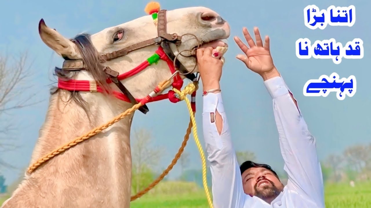 Big Height Desi Mare For Sale | Pakistani Desi Horse | Strong & Beautiful Mare |Best Horse Deal 2026
