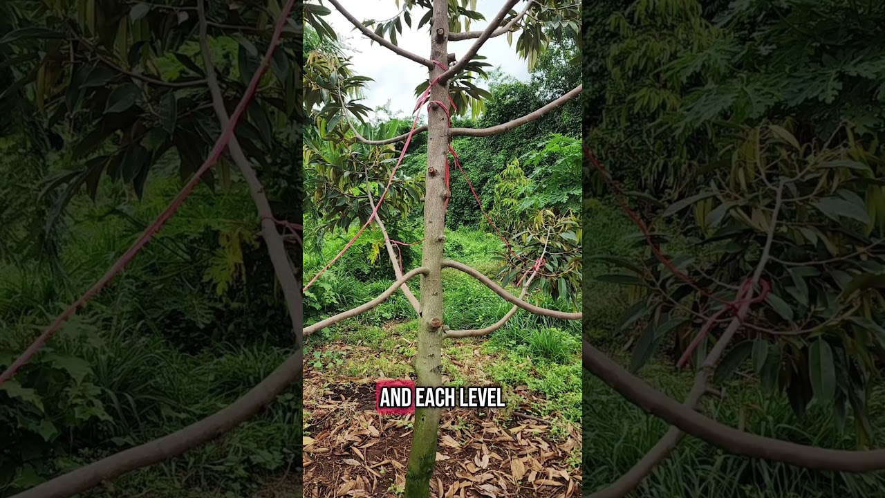 Durian Tree Pruning Made Easy – Get More Fruit with the 7-Level System