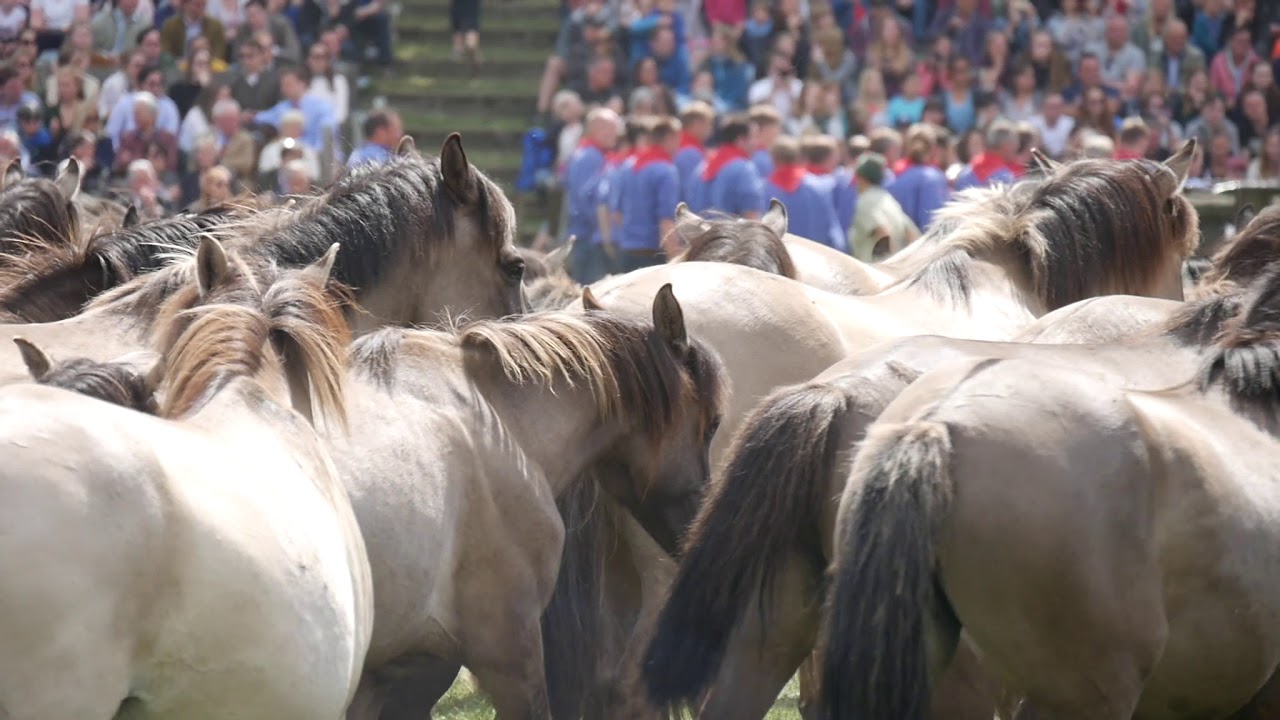 dülmener wildpferdefang 19