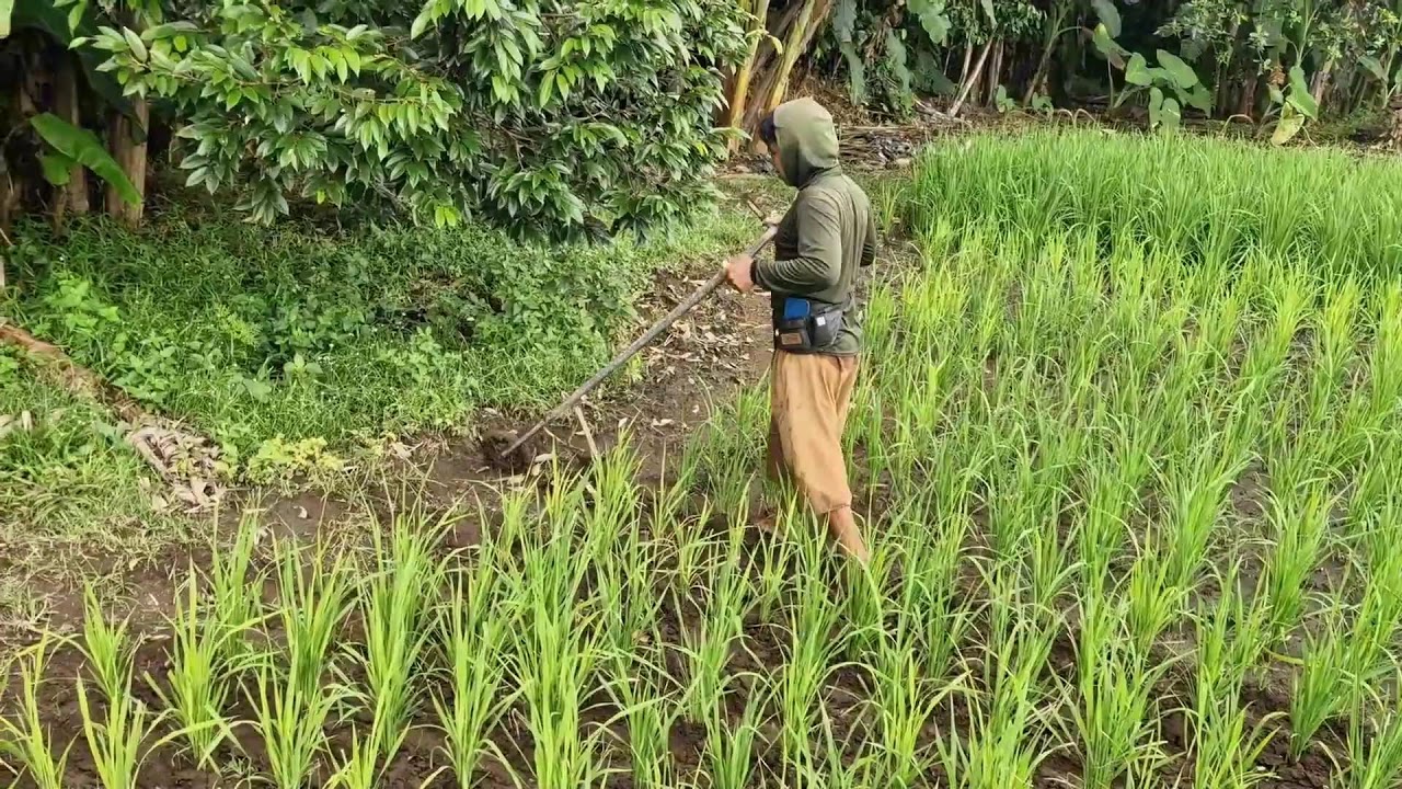 PROFITABLE FARMING TRICKS! THE FASTEST WAY TO WEED RICE USING CREATIVE TOOLS -agriculture techniques