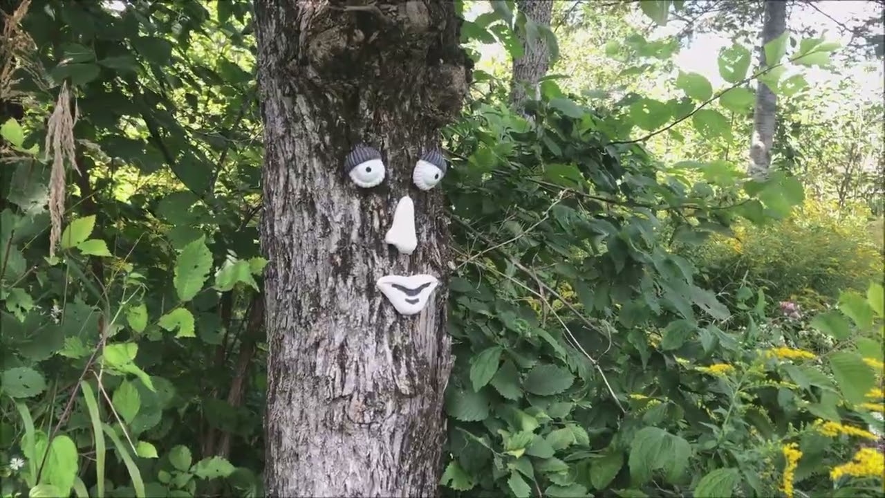 Relaxing walk on a forest trail