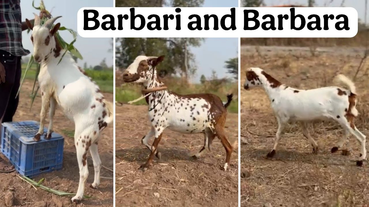 Barbari goats at Shaikh goat farm Ambad Jalna Maharashtra 
