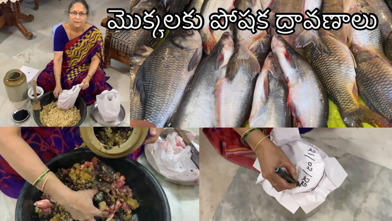 Fish amino acid || రొయ్యలు పొట్టు తో || మొక్కలకు పోషక ద్రావణాలు తయారీ