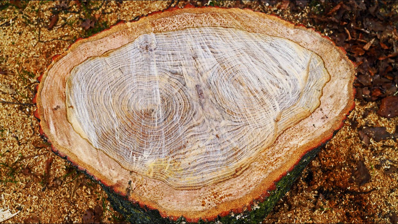 Tipps & Tricks Holzspalten Holzhacken Sch&auml;lmethode bei Gabelung Zwiesel Problemst&uuml;ck Axt Fiskars X27