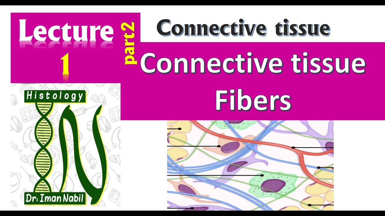 1b- Connective tissue fibers 2024