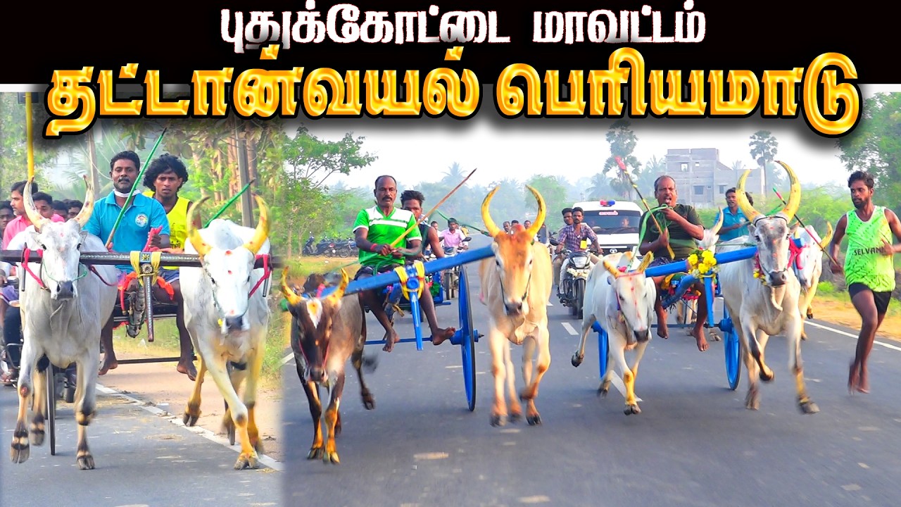 தட்டன்வயல் பெரியமாடு பந்தயம் 03.03.2026