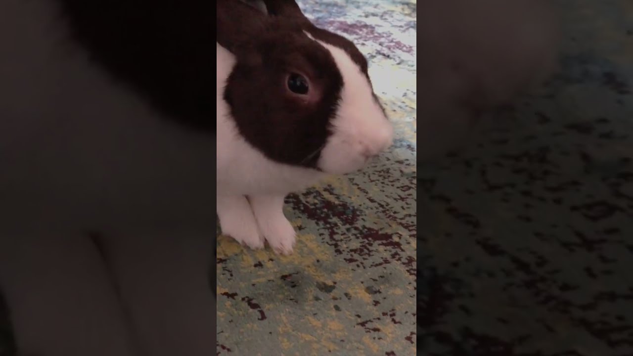 Choking in Rabbits