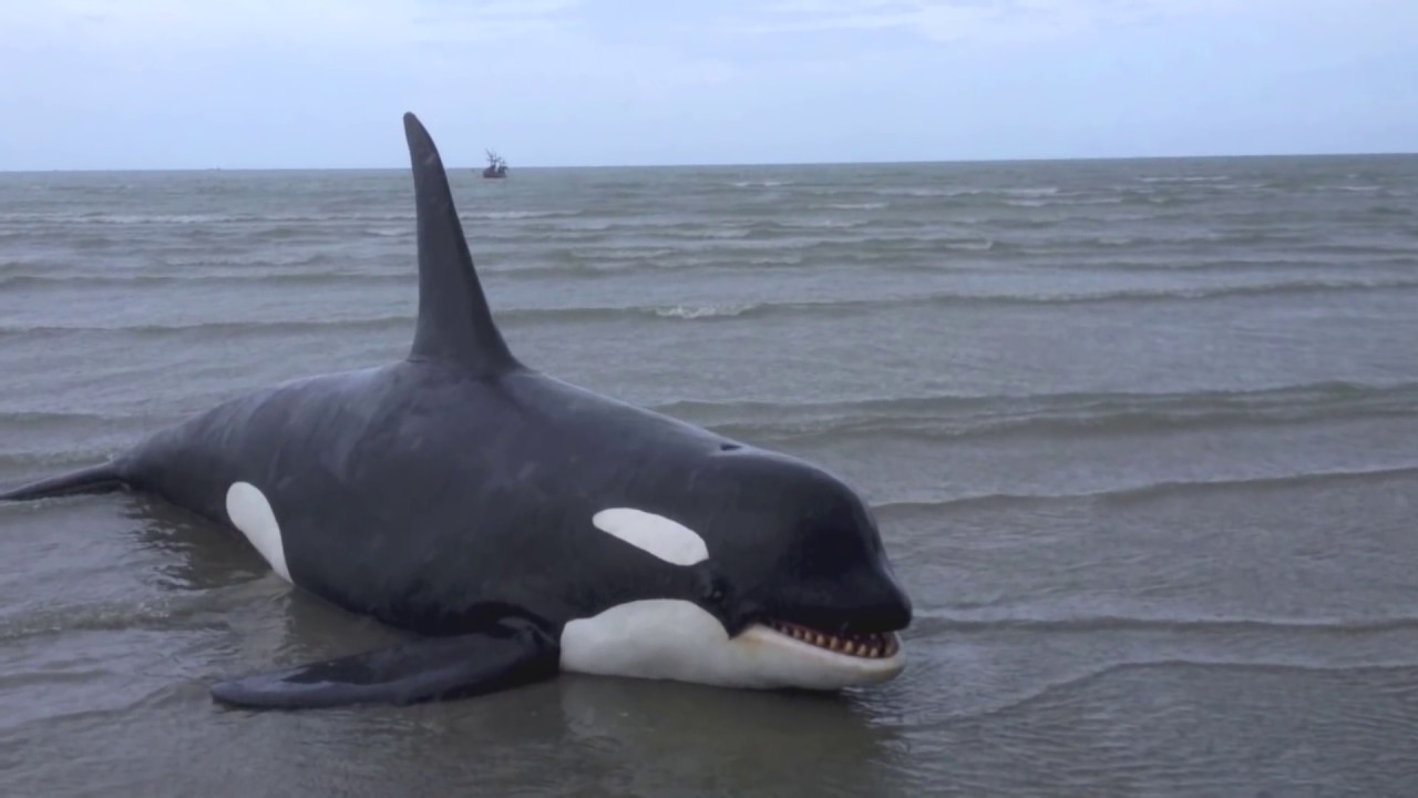 My animatronics Orca - วาฬเพชรฆาต ฝีมือคนไทย