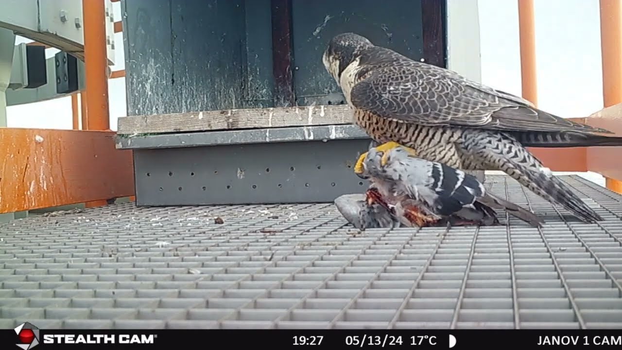 Sokol stěhovavý, Falco peregrinus, krmení mláďat, Plzeň areál Škoda, V. 2024