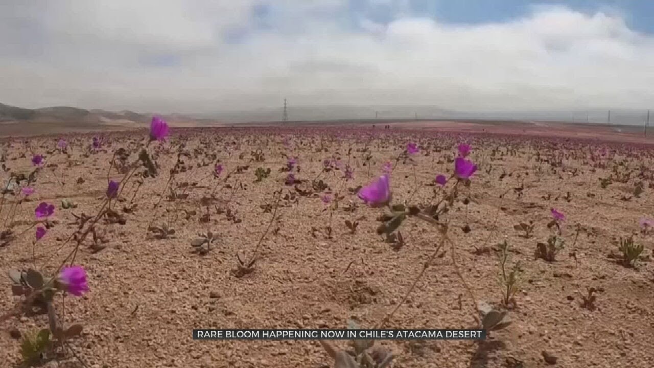 Rare Bloom Happening in Chile's Atacama Desert