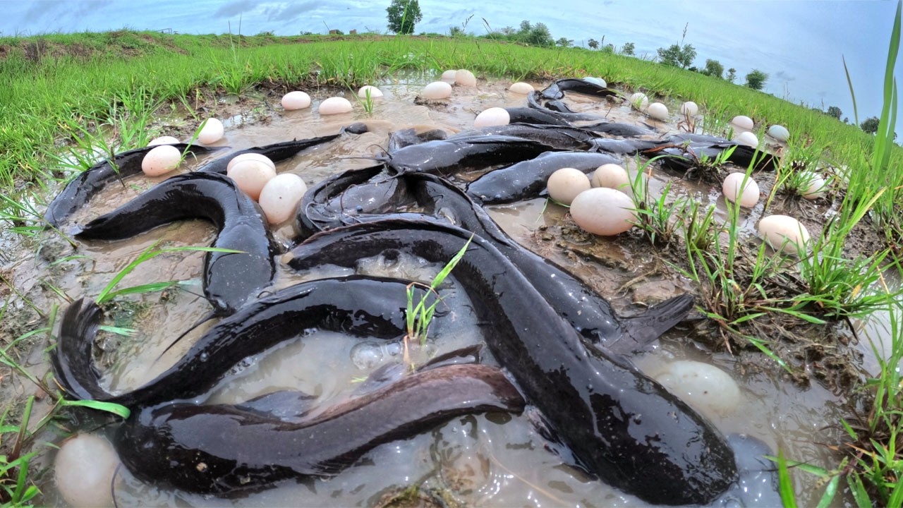 Amazing Best Hand Fishing - A fisherman catch a lot of fish & pick eggs in water in field after rain