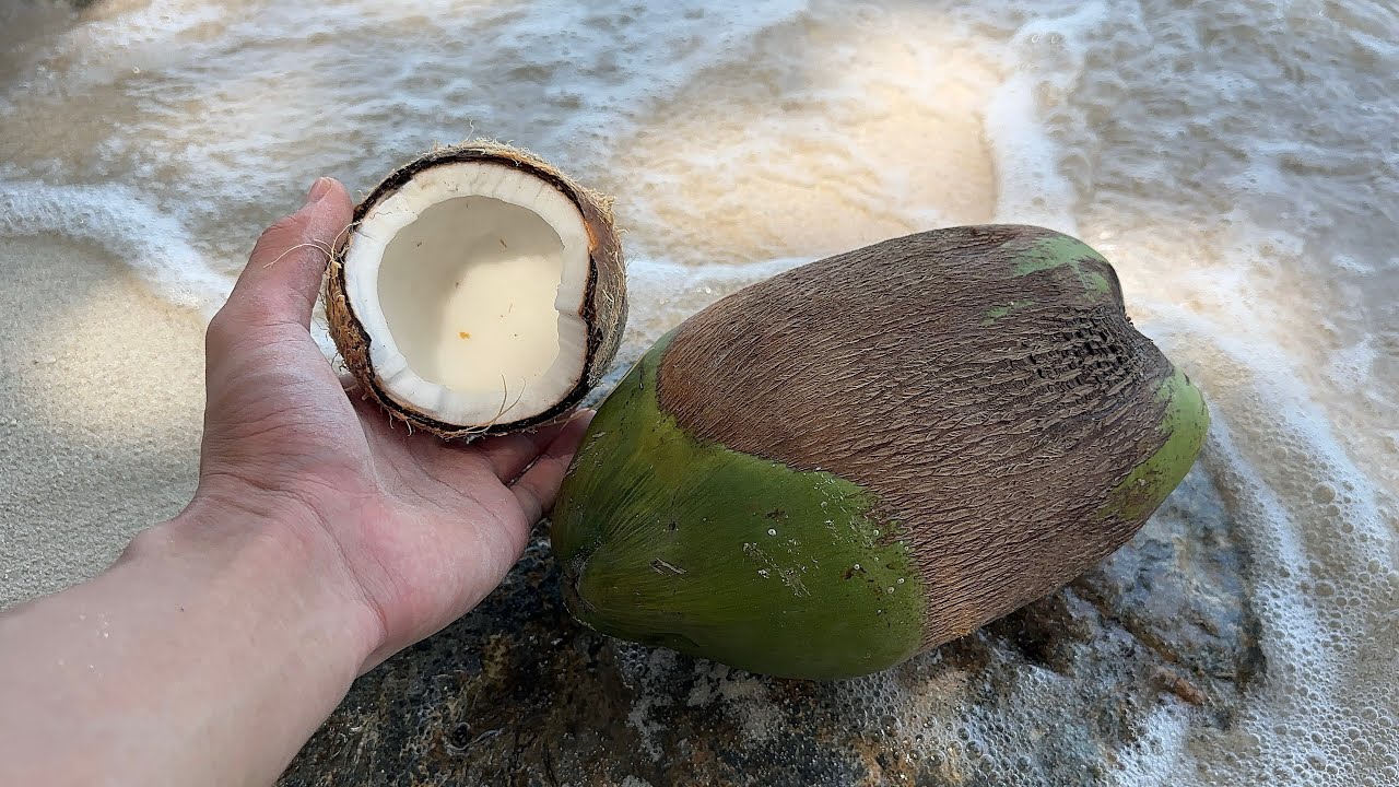 南の島でココナッツ拾って食べたりお魚観察したり