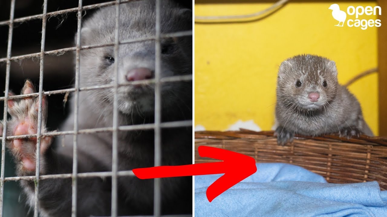 Mink saved from SLAUGHTER on a fur farm - Open Cages rescue