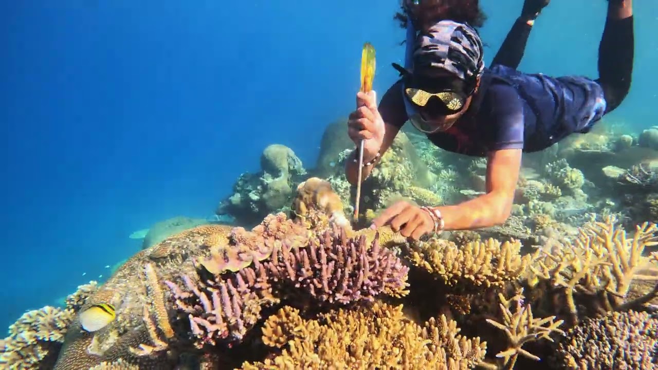 Reef Restoration Techniques: creating resilient breeding populations