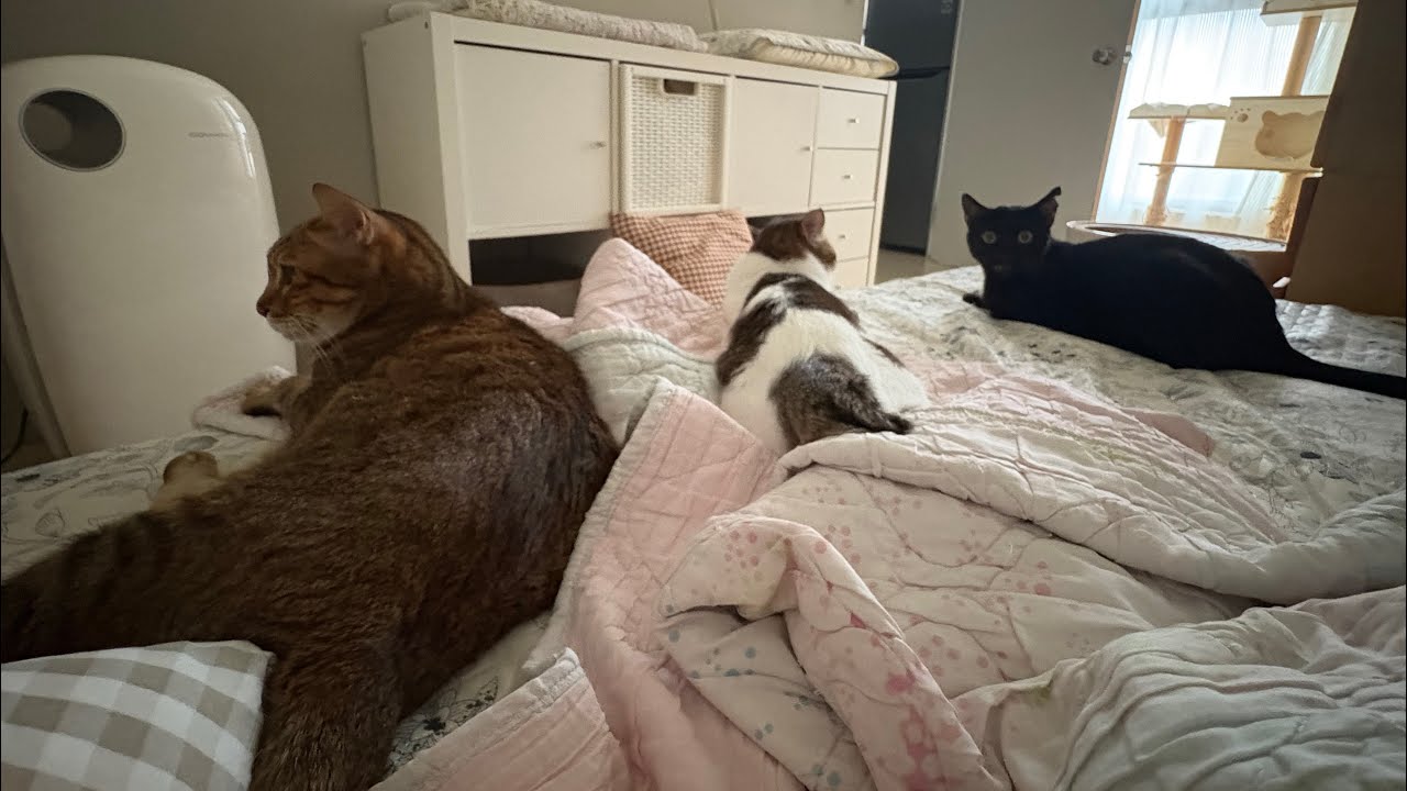 CATS VLOG|金窩銀窩不如自己的貓窩啊My home is the best🛖