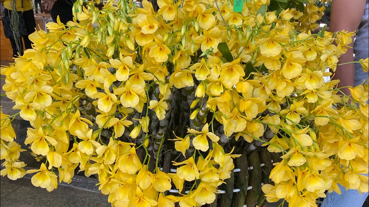 Mời mn ngắm Hội thi Hoa Lan bảo Lộc l&acirc;m đồng ạ