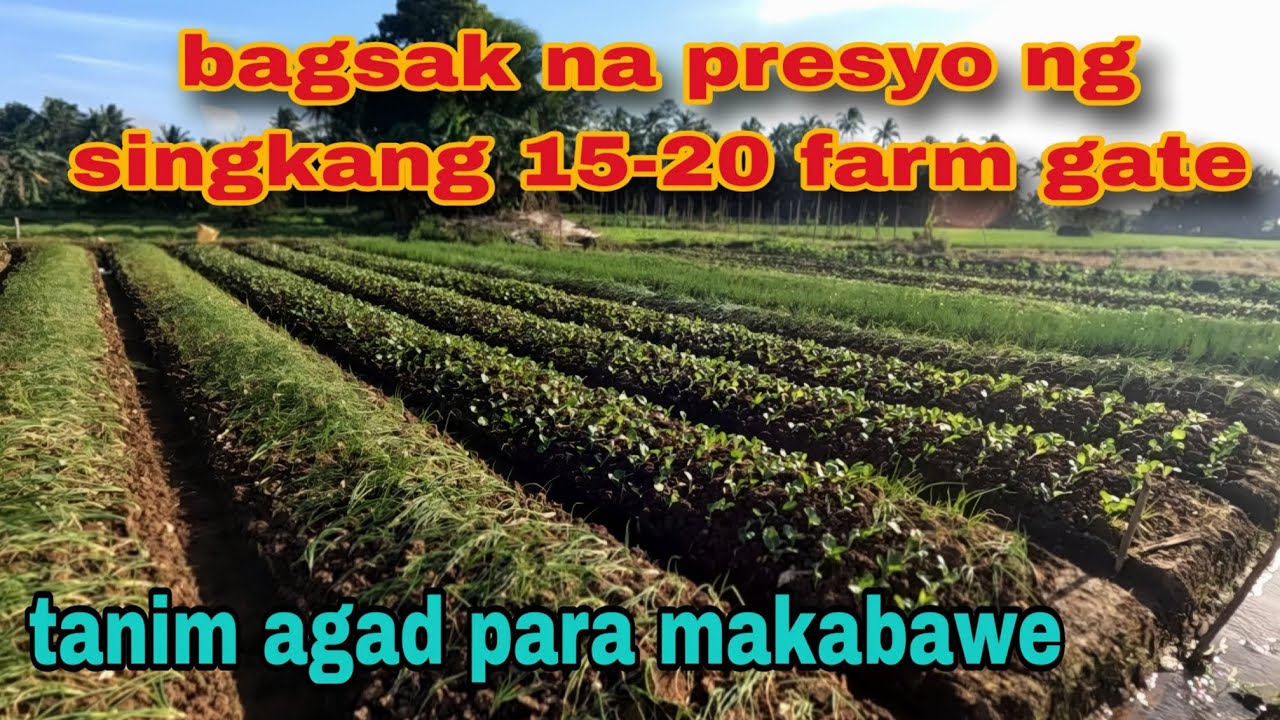 Bagsak presyo ng singkang