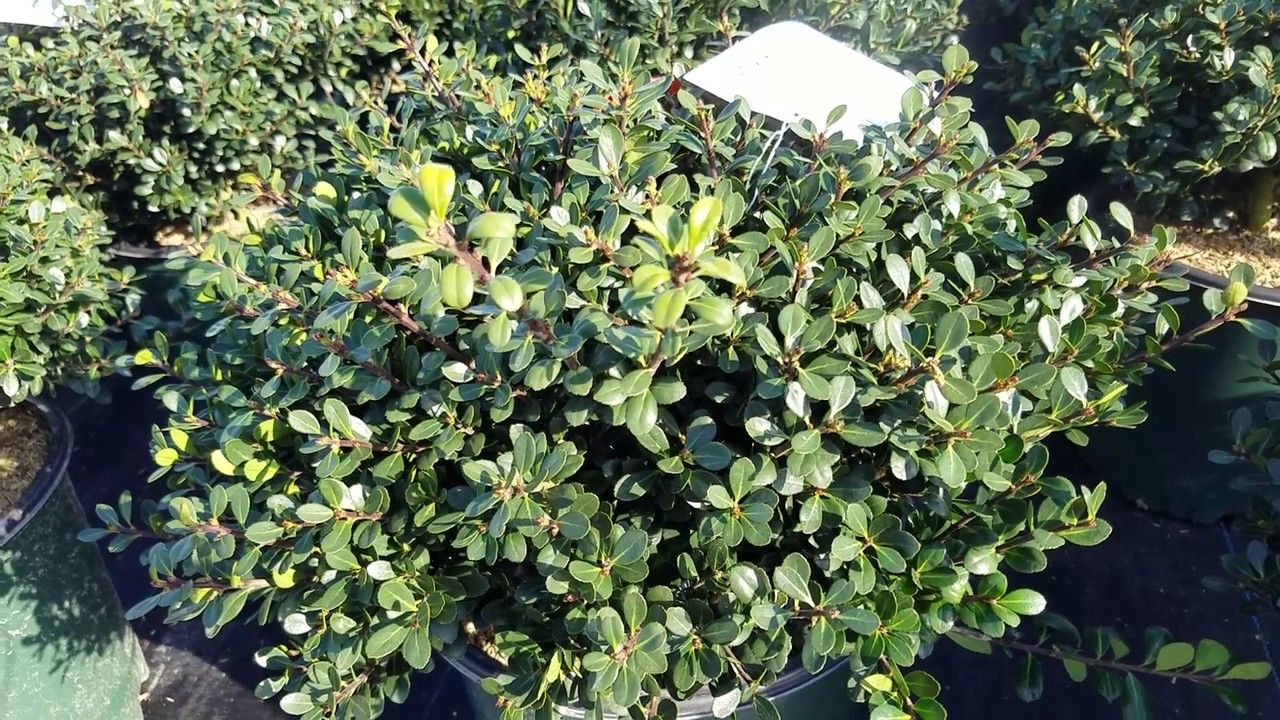 Ilex crenata 'Bennett's Compact' (Japanese Holly) // GLOSSY Evergreen Foliage, LOW Maintenance