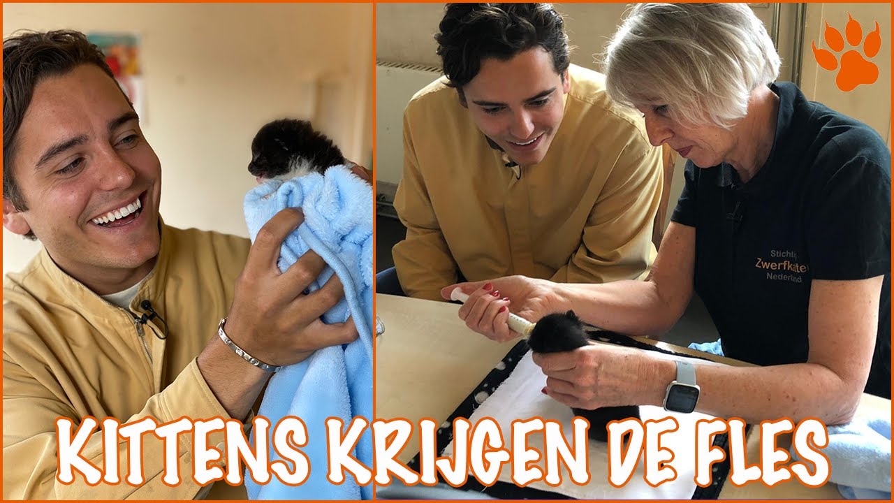 Baby kittens voeren! | DierenpraatTV