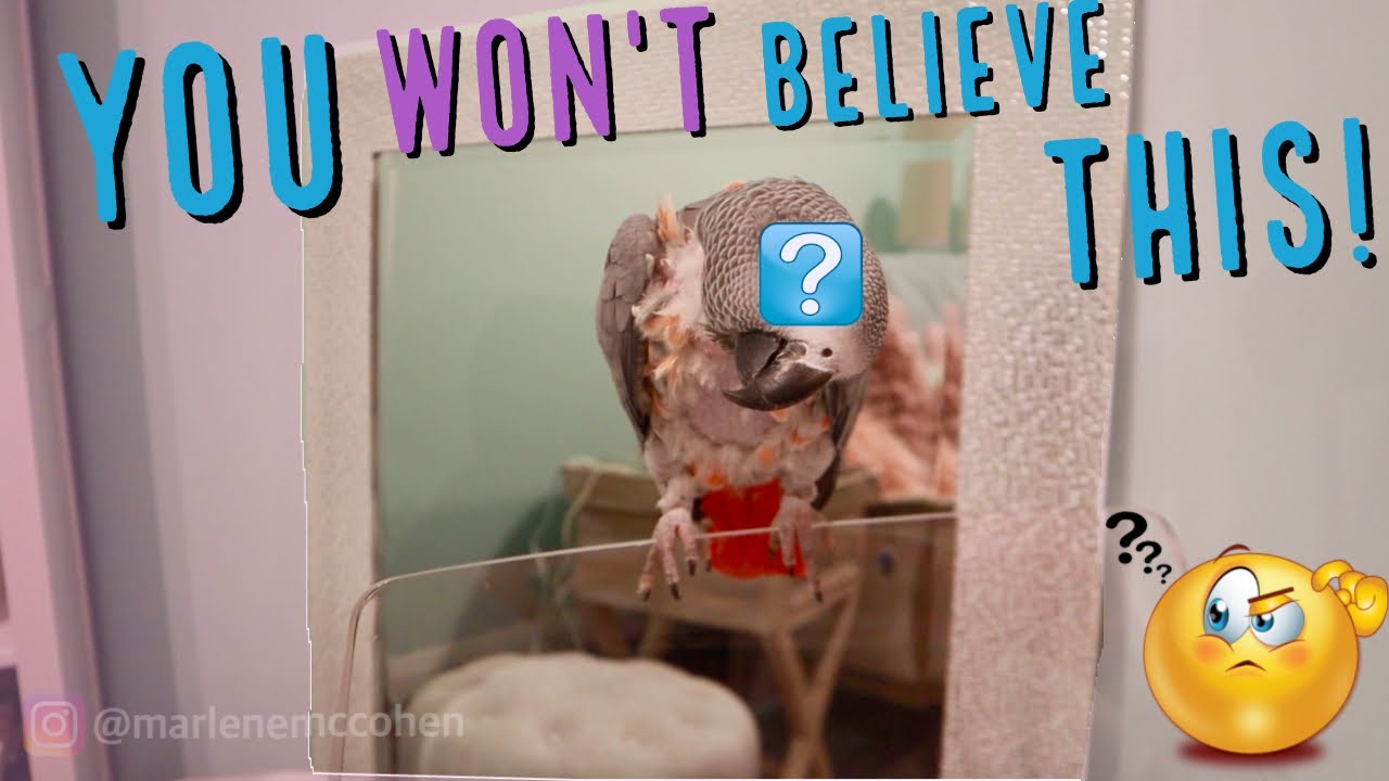 MEET OUR NEW BIRD! Day One With a Rescue Parrot
