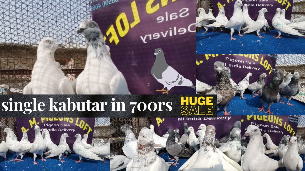 allahabad kabutar | kaldumme | fulsare | khawre  for sale  | single only for 700rs |  am pigeon loft