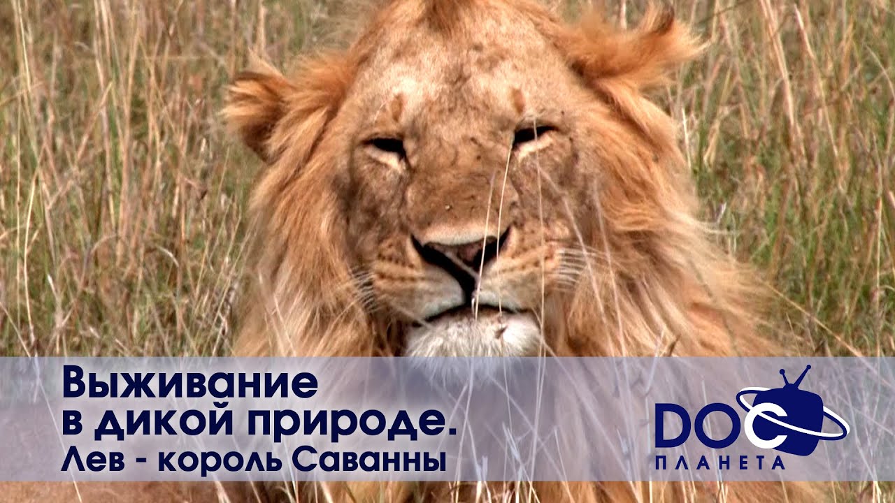 Выживание в дикой природе - Часть 2. Лев - король саванны  - Документальный фильм