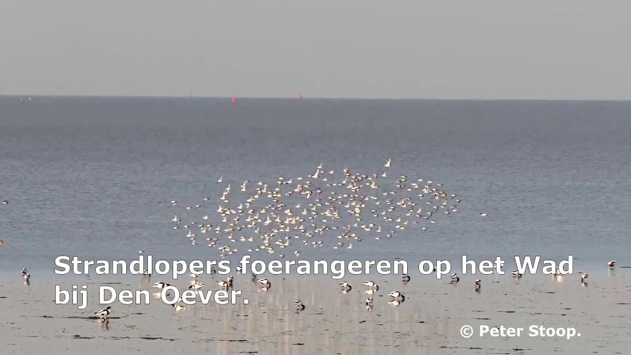 Strandlopers foerangeren op het Wad.