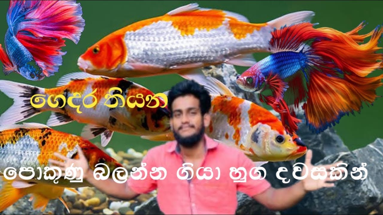 Life with pinthuwa | #life #lifemyhome #time 🐠  #subscribe_like_shaer #mychannel 
