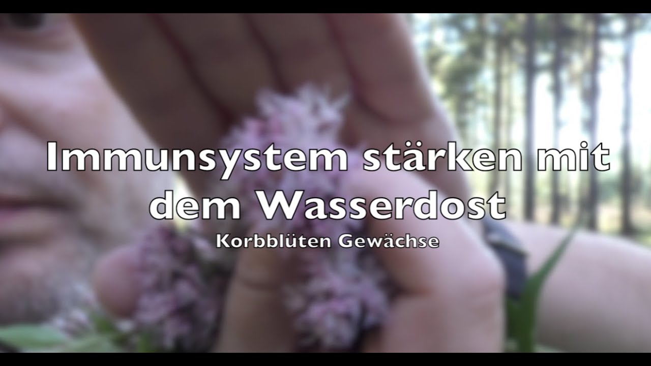 Wasserdost Tinktur: Immunsystem stärken