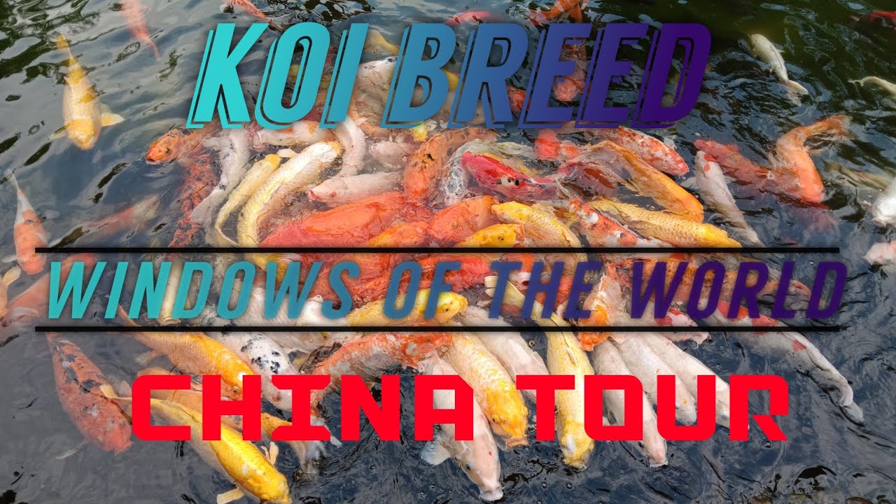 AMAZING KOI BREED @ CHINA WINDOW  OF THE WORLD 