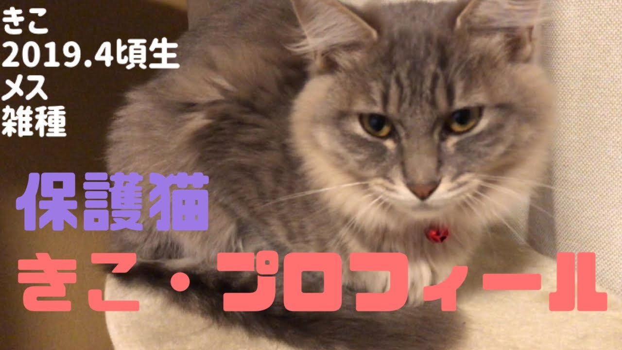 保護猫『きこ』のプロフィール【メス・雑種】