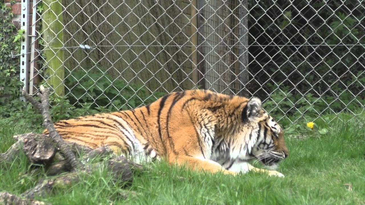 Dartmoor Zoo (4th May 2015)