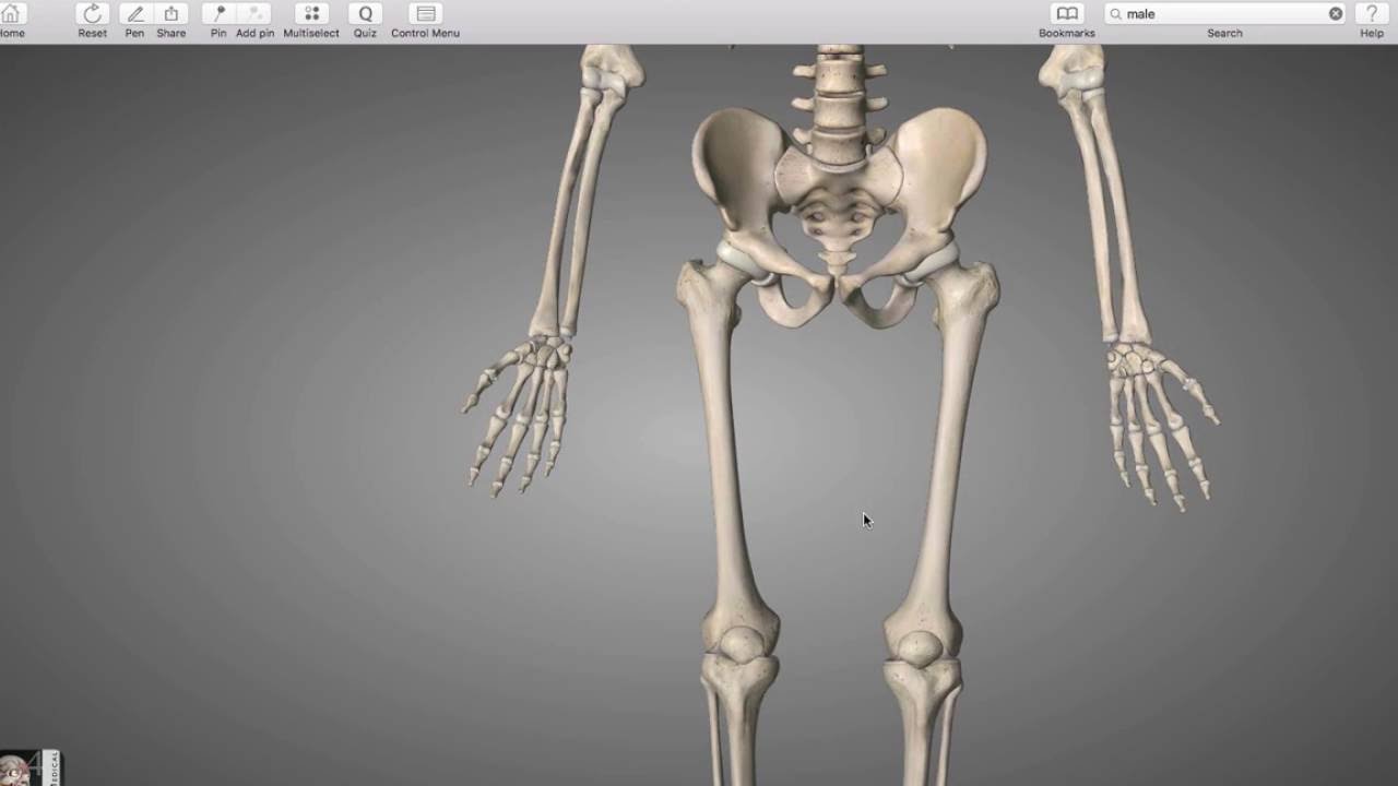 lower Extremity bones
