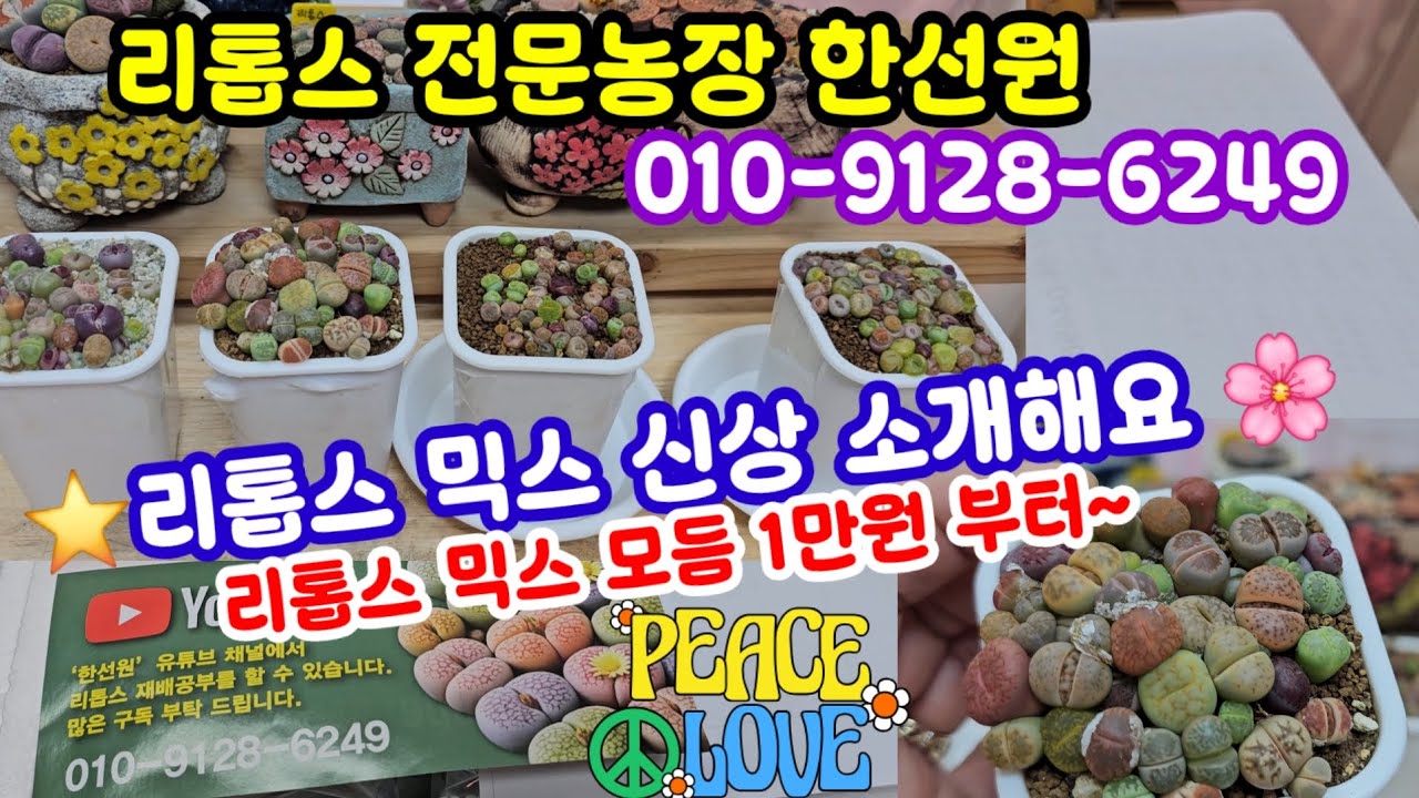 #다육이 리톱스 전문 매장 한선원 010-9128-6249 (26.1.28)☎️전화주문🌸리톱스 믹스 모듬 만원부터~🤗