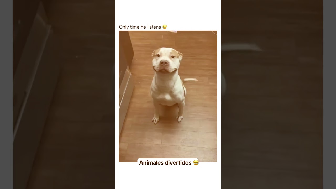 Animales chistosos 😂😂 #animals #crazy #loco #chistoso #funny #duck