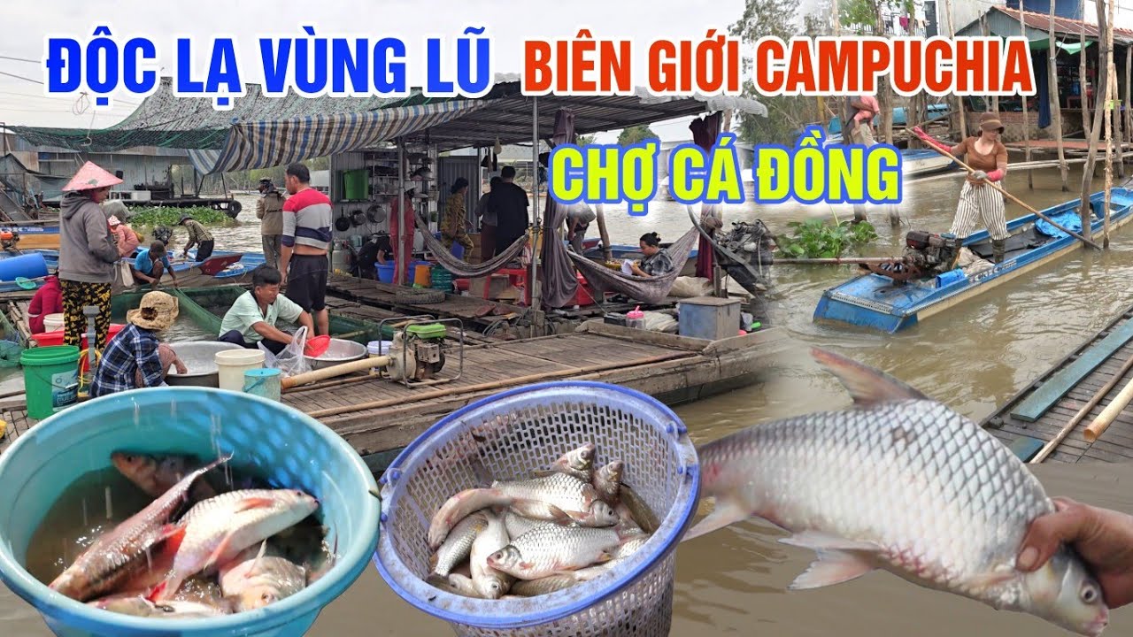 ĐỘC LẠ VÙNG LŨ MIỀN BIÊN GIỚI CAMPUCHIA - CÁ ĐỒNG ĐỔ ĐỐNG TRÊN SÔNG Ở CHỢ BẮC ĐAI MÙA NƯỚC NỔI